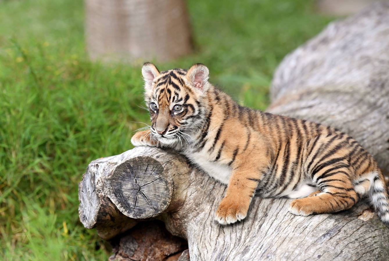 Nelson, un cachorro de tigre de Sumatra de ocho semanas de edad, será visto en su primera salida en el Día Internacional del Tigre en el Zoológico de Australia en Beerwah