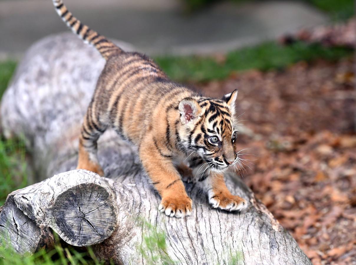 Nelson, un cachorro de tigre de Sumatra de ocho semanas de edad, será visto en su primera salida en el Día Internacional del Tigre en el Zoológico de Australia en Beerwah