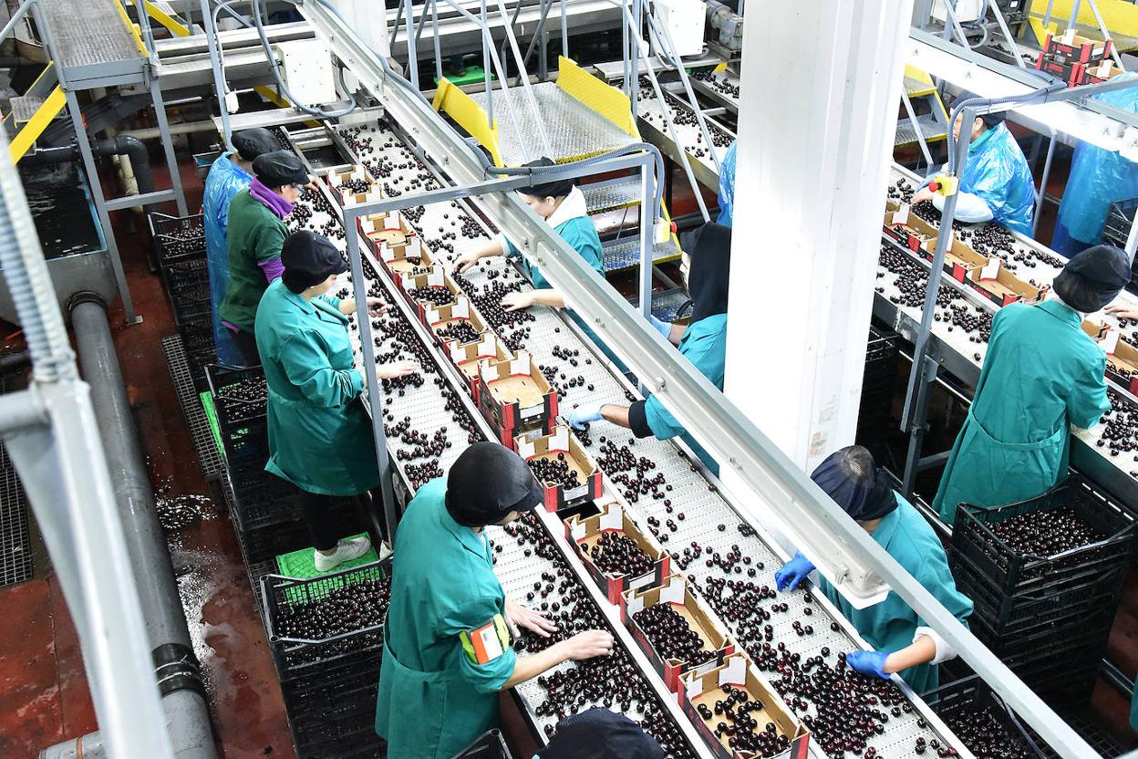 La Agrupación de Cooperativas ha tenido picos de hasta 900 trabajadores durante la campaña. :: d. palma