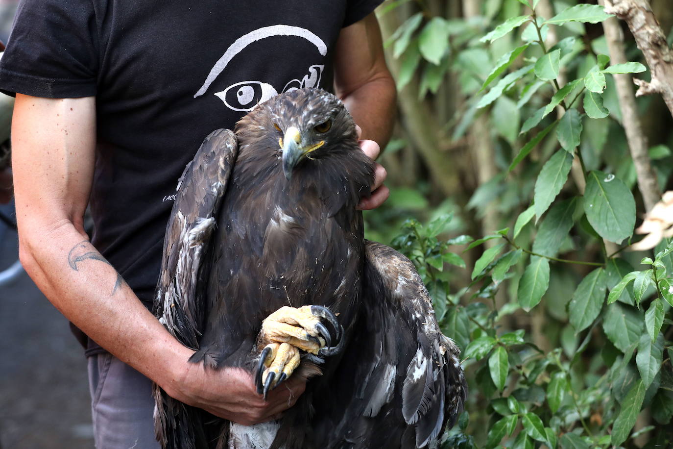 Fotos: Medicina quirúrgica en aves con traumatismos mediante la utilización de huesos de aves fallecidas