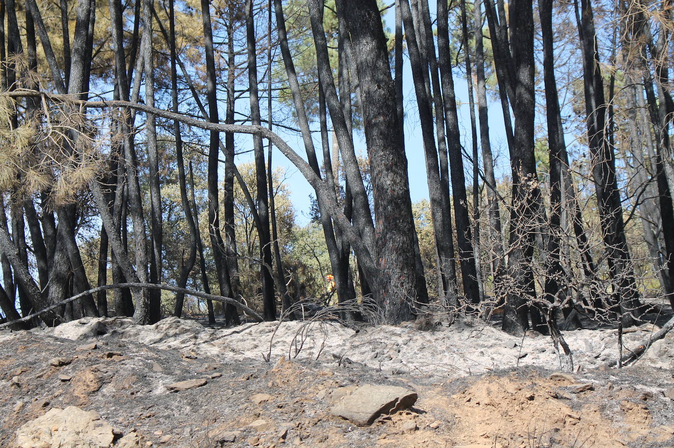 Fotos: Imágenes del incendio que ha afectado a un pinar de Monesterio