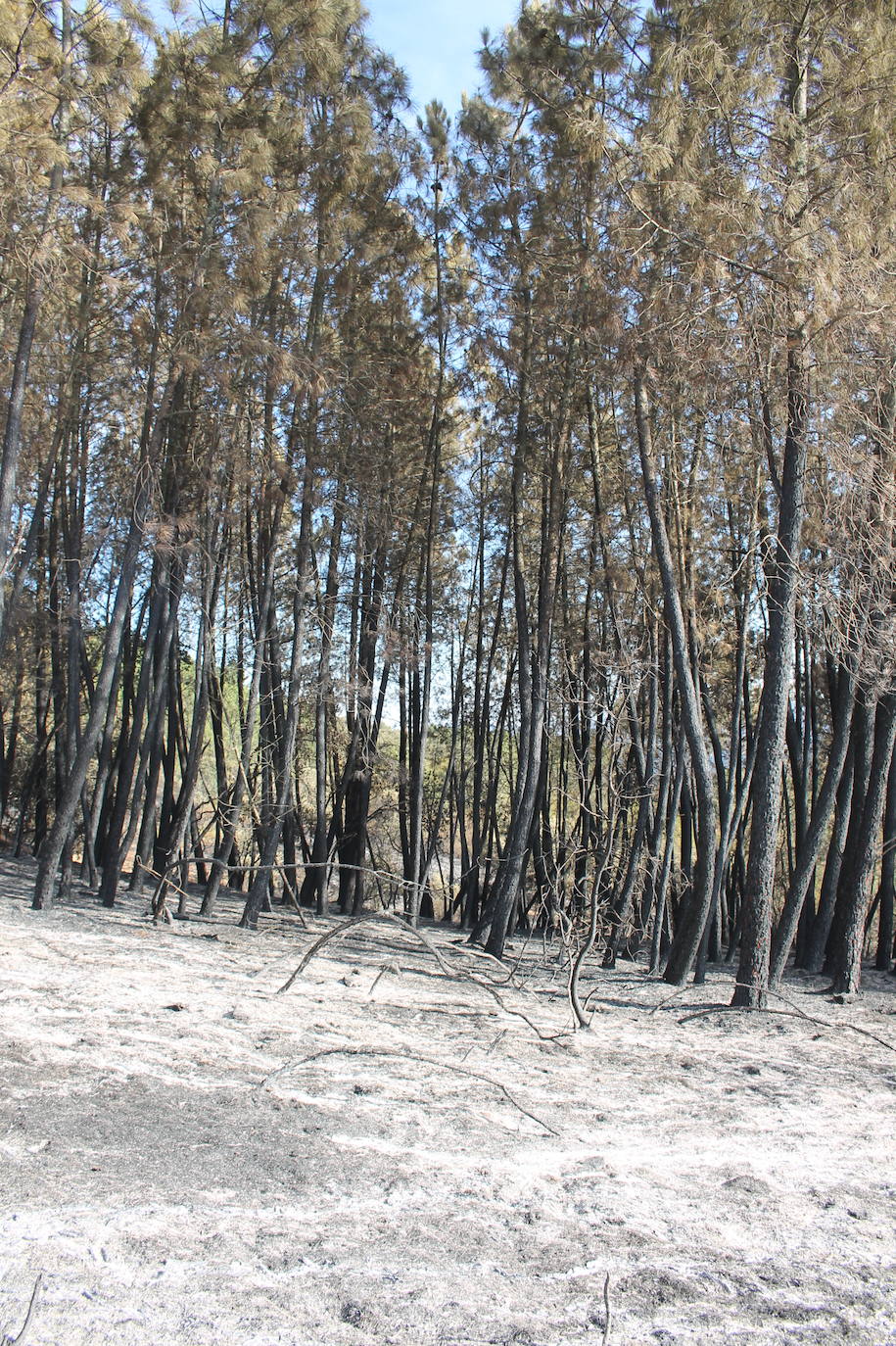 Fotos: Imágenes del incendio que ha afectado a un pinar de Monesterio