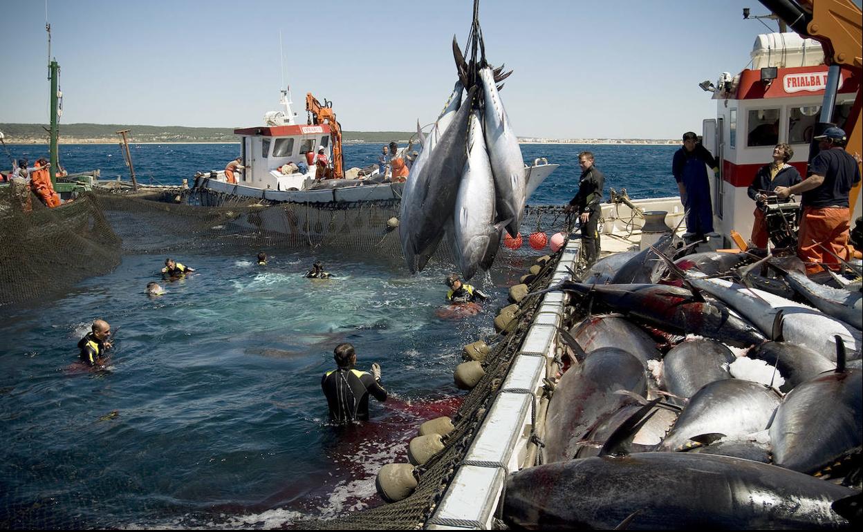 Pesca de atunes en las costas de Cádiz, uno de los productos más vendidos a Japón.