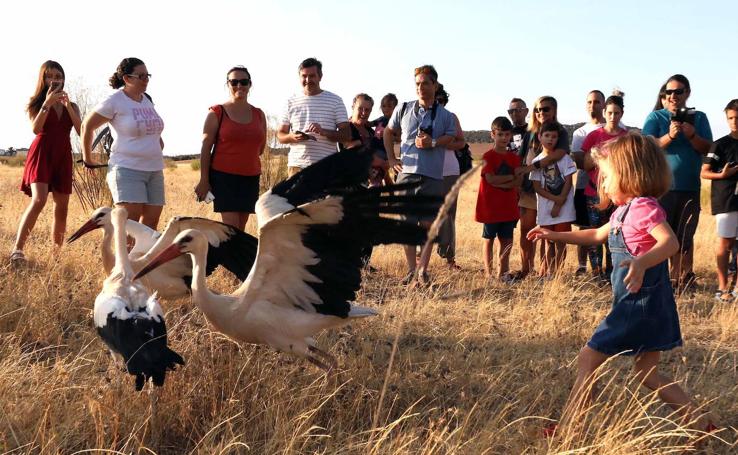 Aves que emprenden de nuevo el vuelo