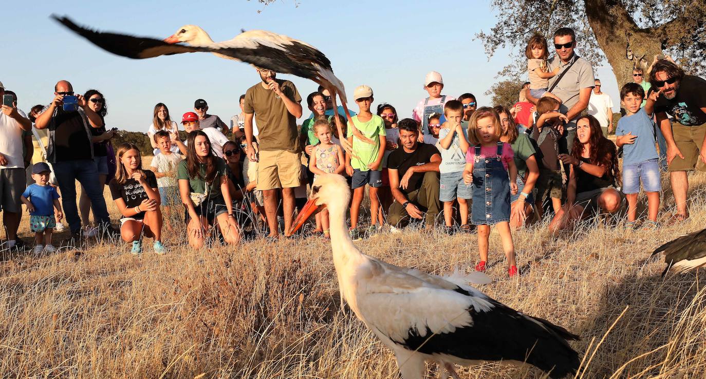 Fotos: Aves que emprenden de nuevo el vuelo