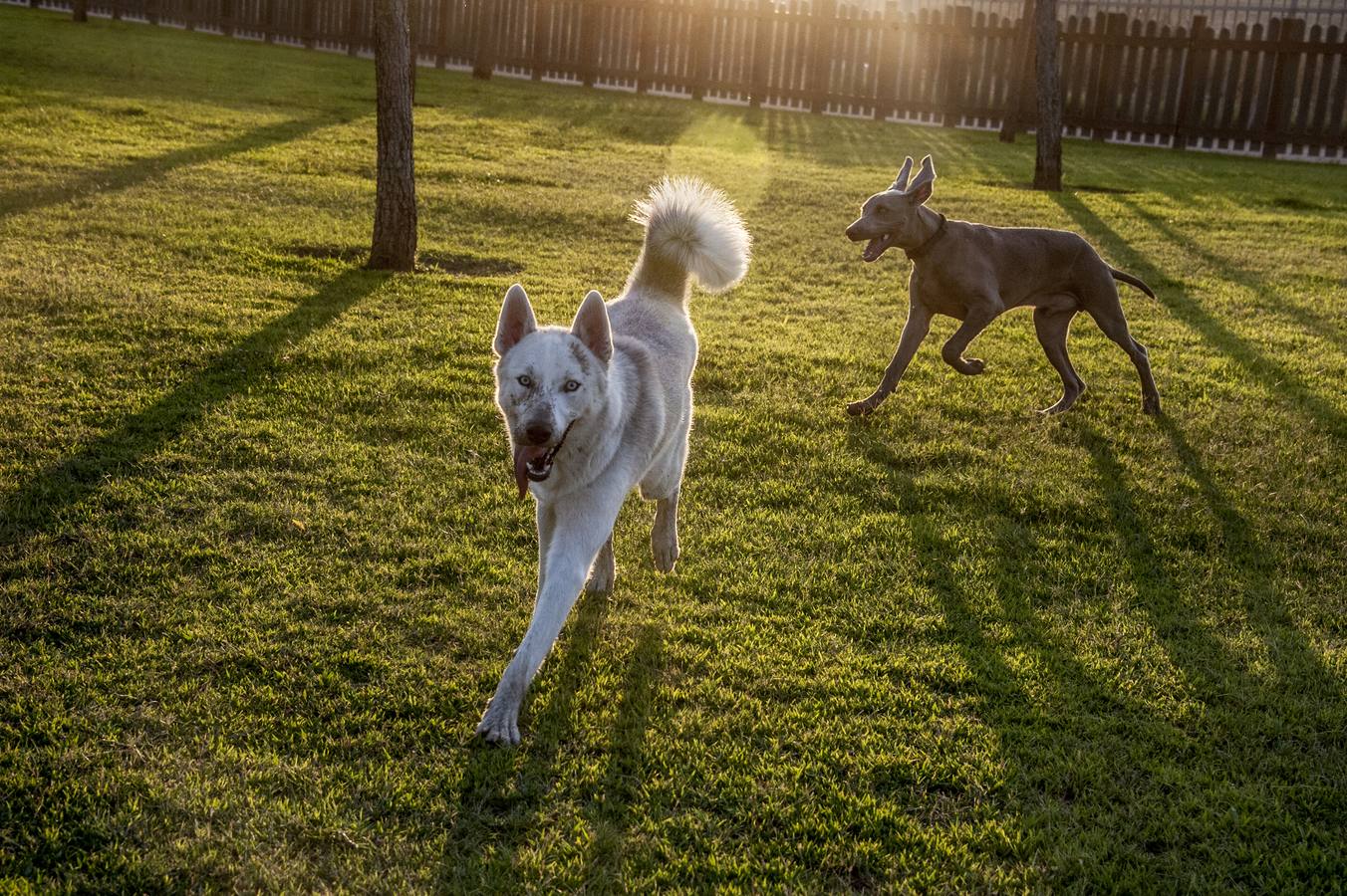 Fotos: El parque donde solo juegan los perros