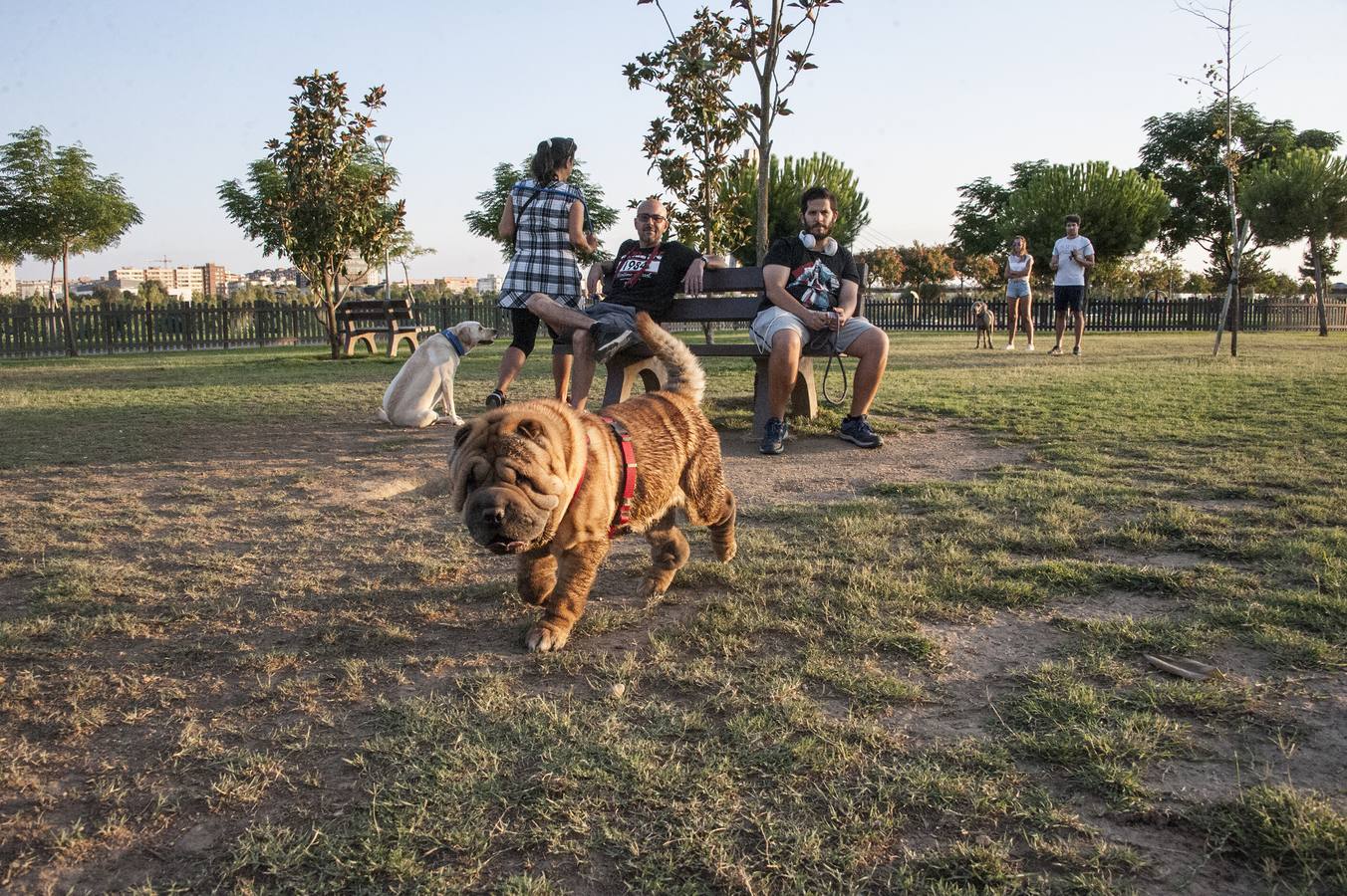 Fotos: El parque donde solo juegan los perros