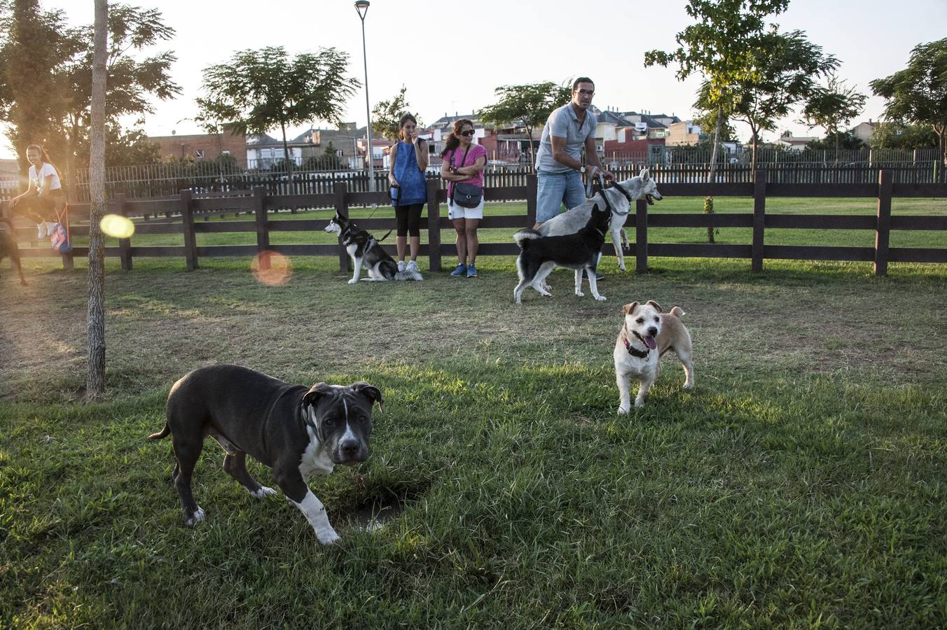 Fotos: El parque donde solo juegan los perros