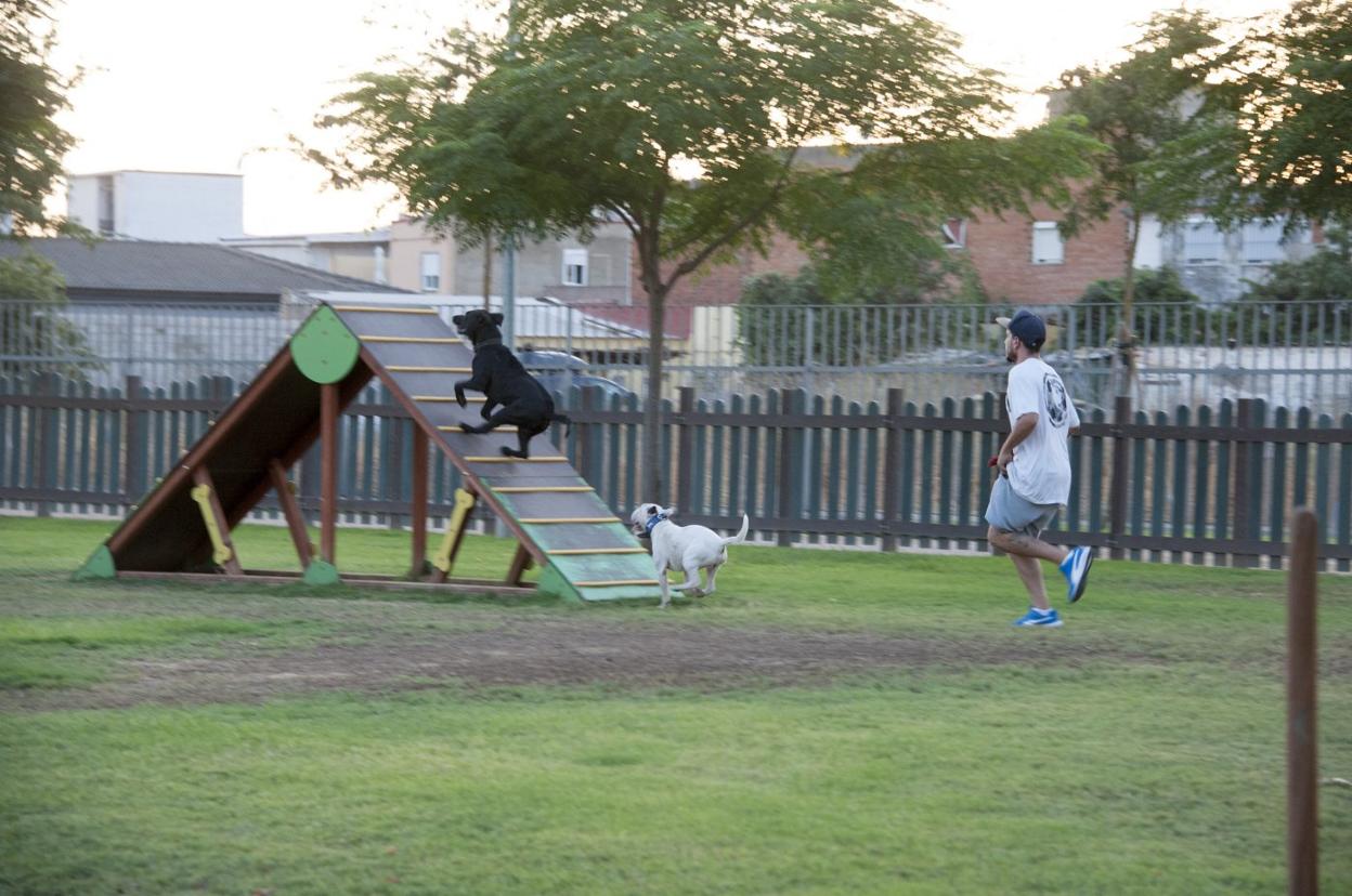 Jesús Nevado jugando con los perros en el circuito de agility. 