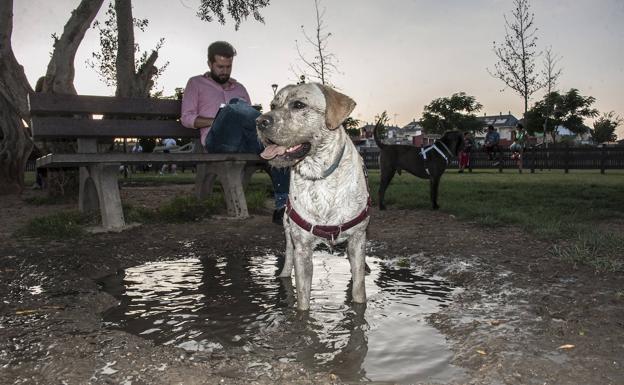 Un perro de raza labrador en uno de los charcos del área canina. 