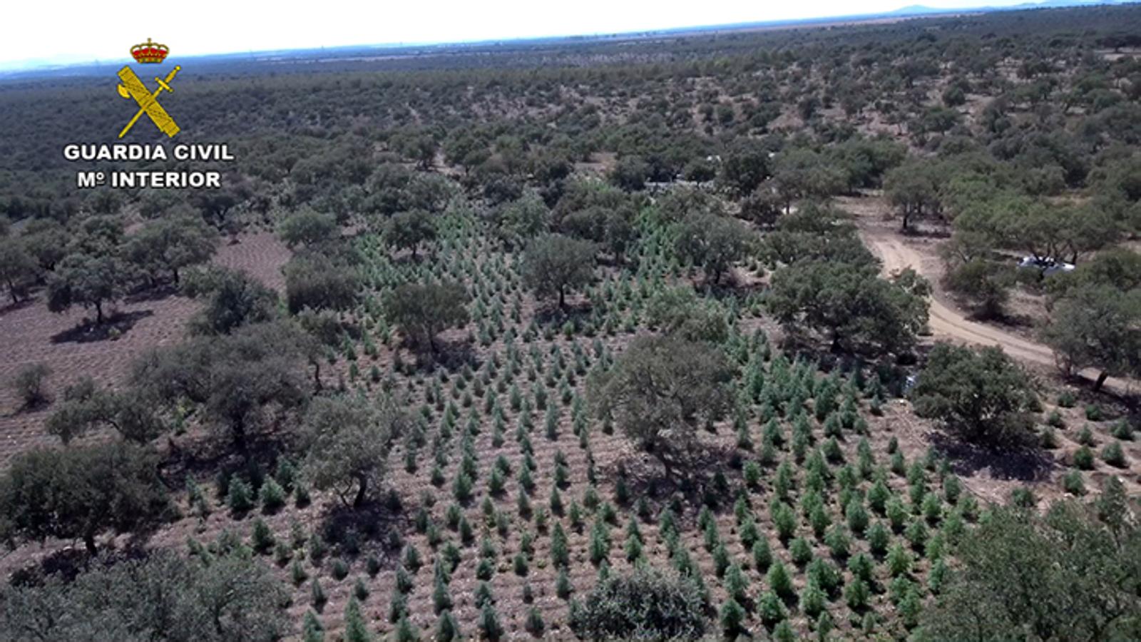 La Guardia Civil ha desmanelado en Alcuéscar la mayor plantación de marihuana de la región en la denominada 'Operación centinela', en la que han sido detenidos 9 ciudadanos albaneses 