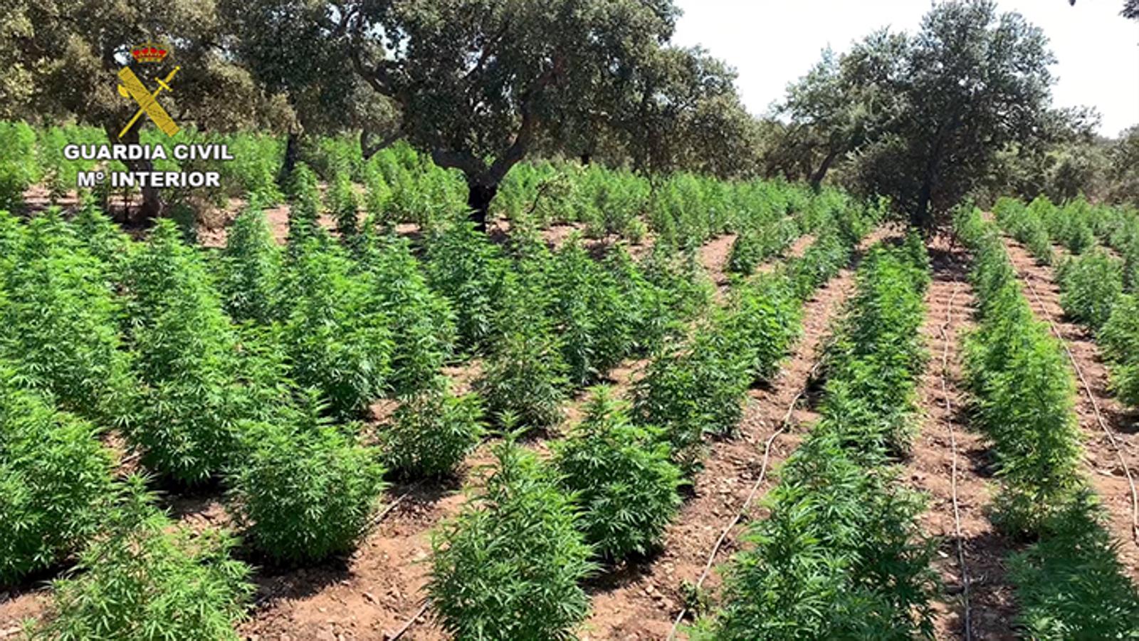 Fotos: 22.000 plantas de cánnabis en la dehesa extremeña