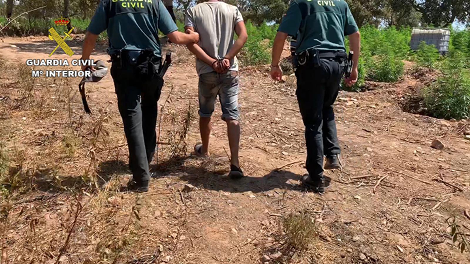 Fotos: 22.000 plantas de cánnabis en la dehesa extremeña