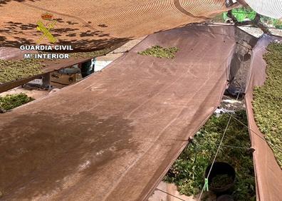Imagen secundaria 1 - La Guardia Civil desmantela en Alcuéscar la mayor plantación de marihuana de Extremadura