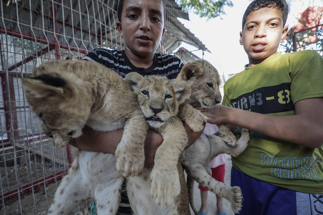 Fotos: Tres leones recién nacidos en Gaza