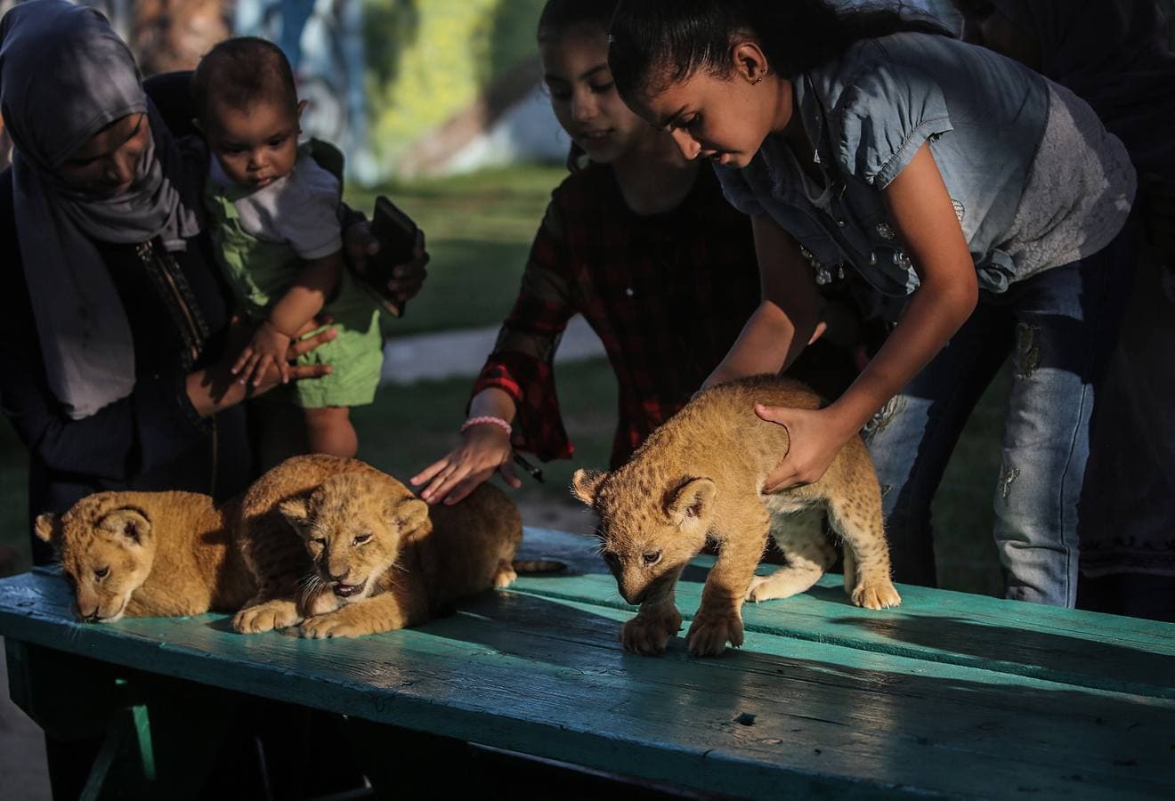 Fotos: Tres leones recién nacidos en Gaza