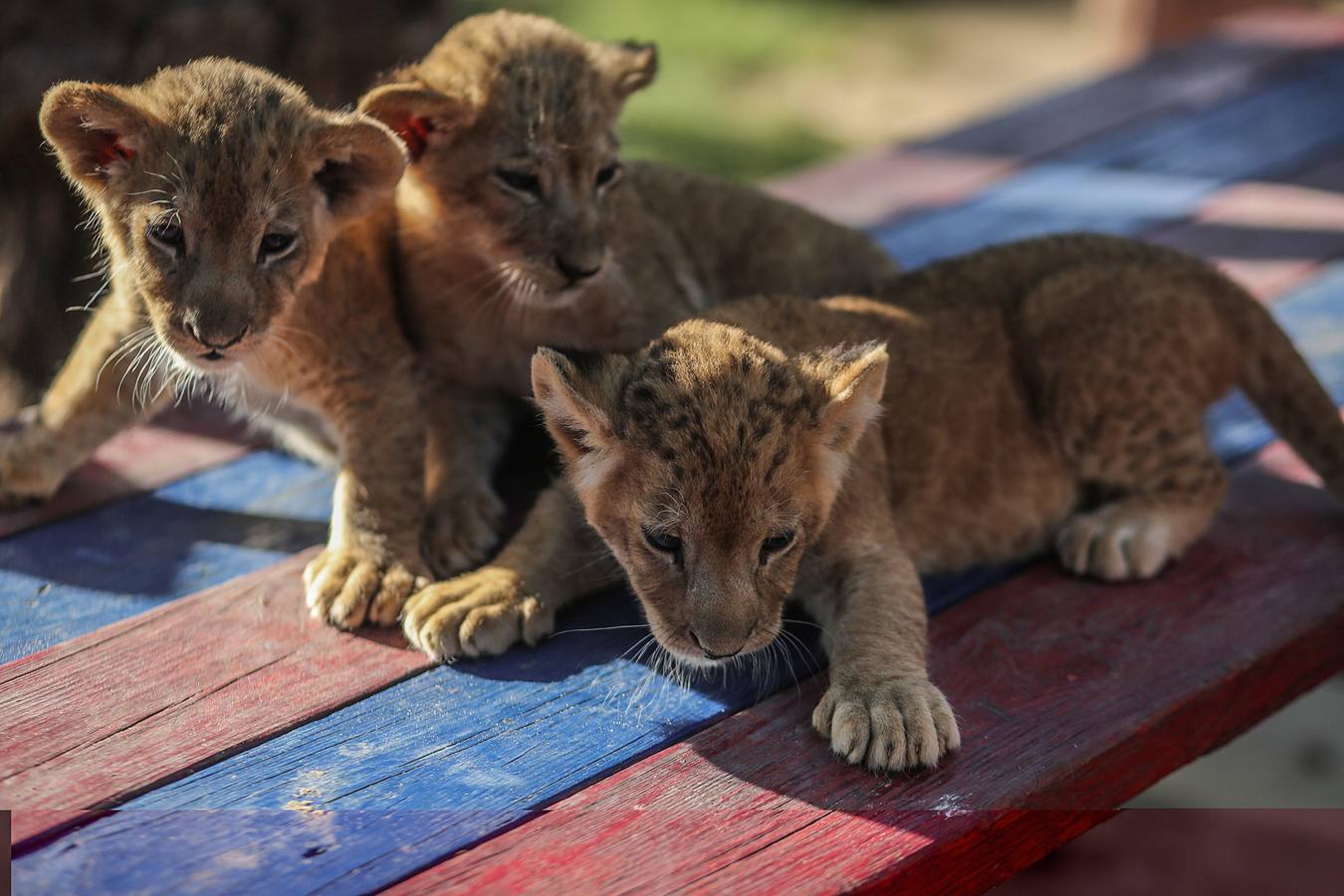 Fotos: Tres leones recién nacidos en Gaza