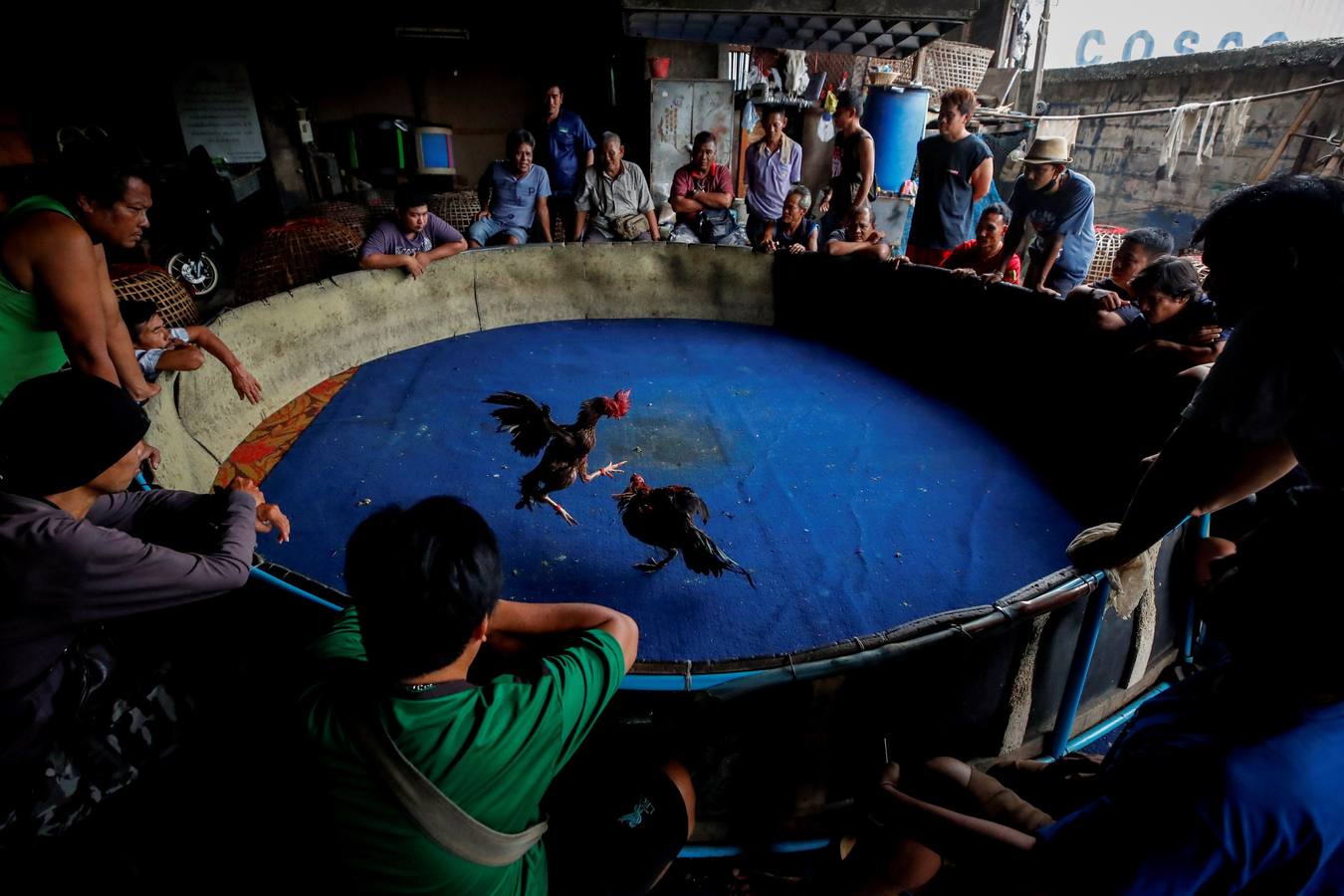 Fotos: Peleas de gallos en Tailandia