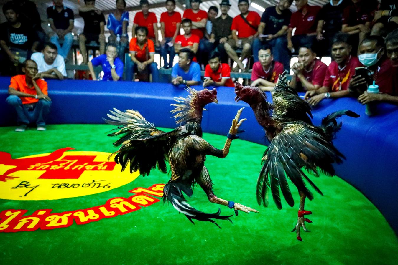 Fotos: Peleas de gallos en Tailandia