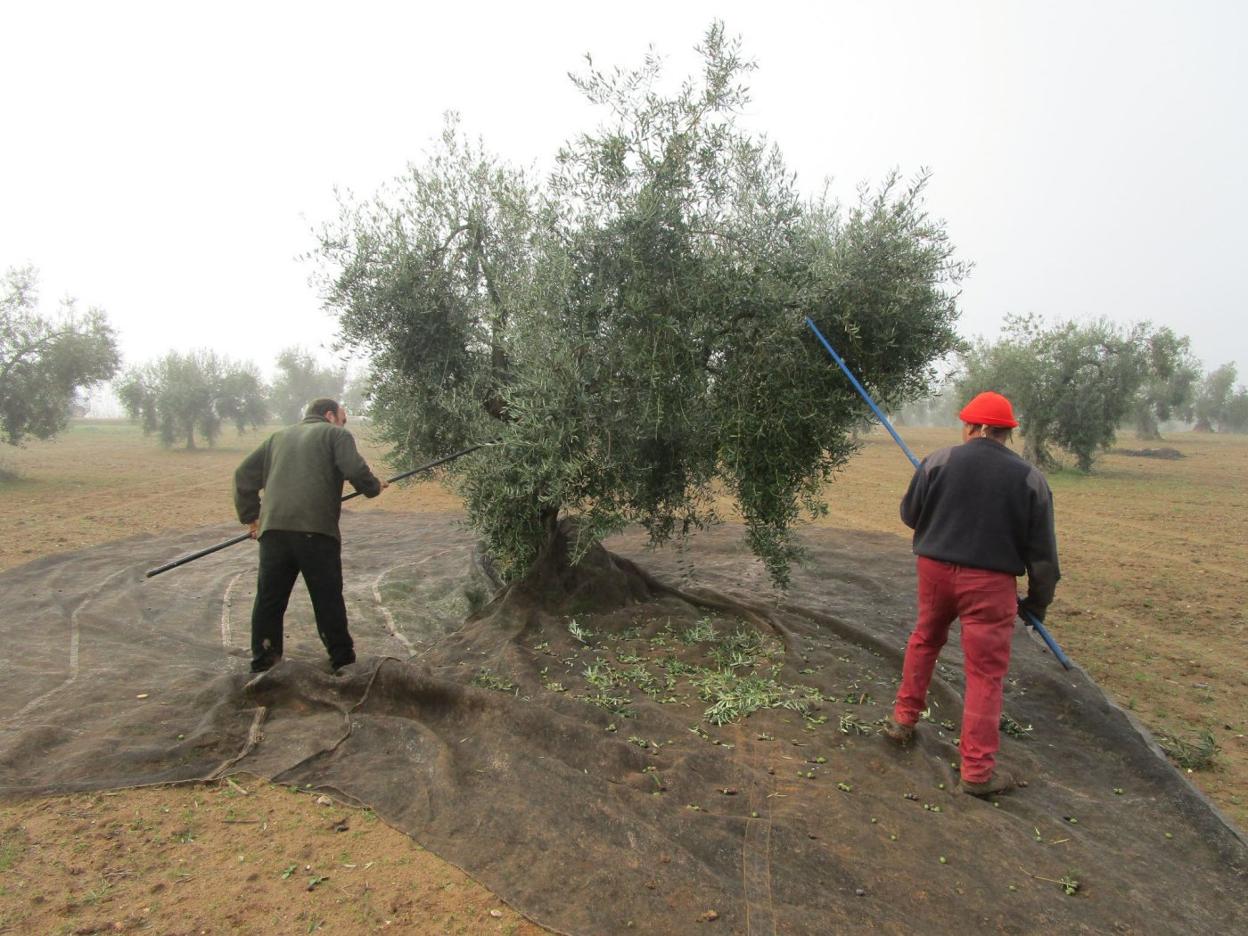 En España hay 283 millones de olivos. :: HOY