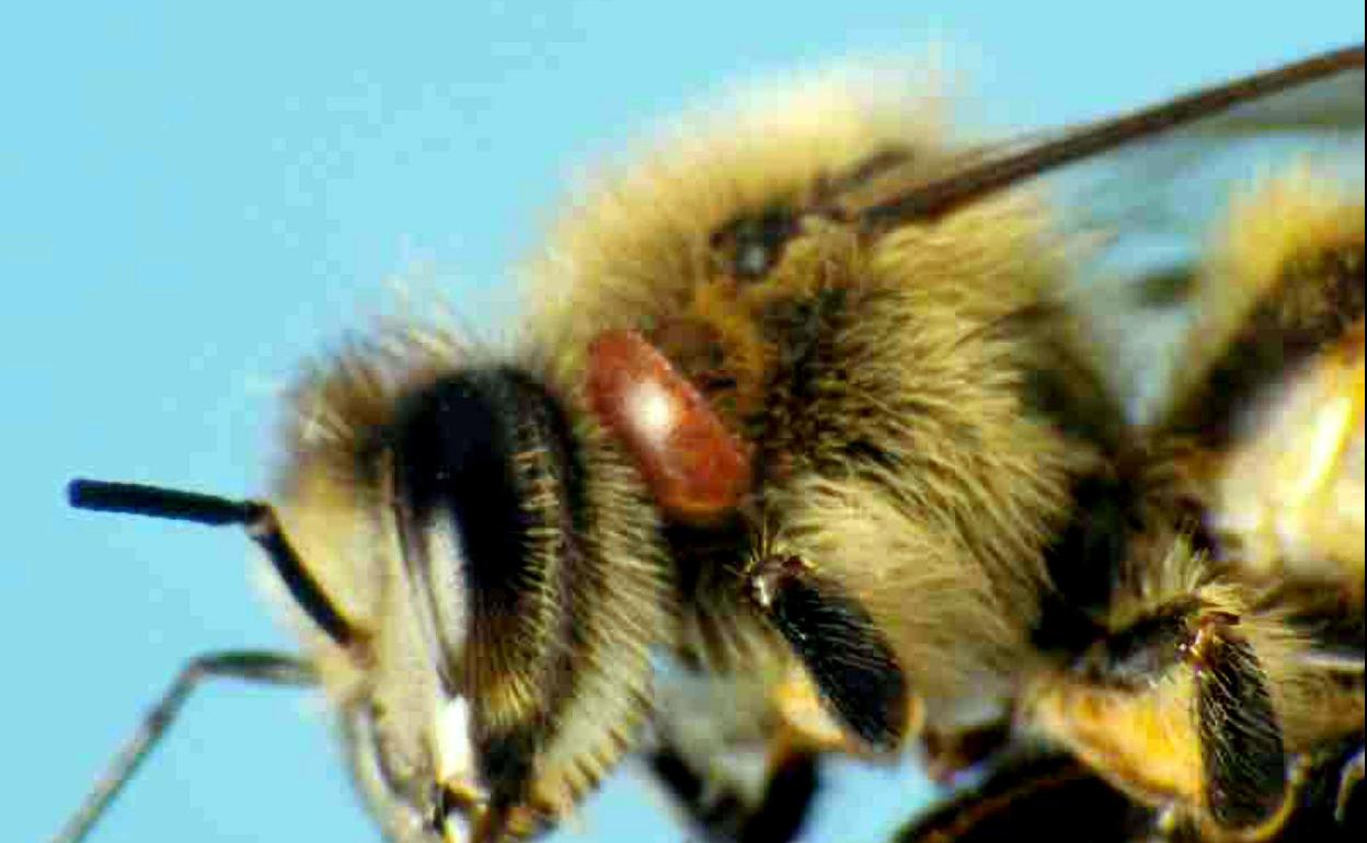 Varroa, parásito de la abeja (de color castaño, a la derecha del ojo), sobre un especimen