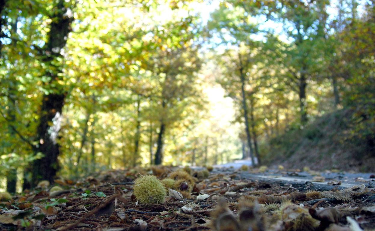 Otoño Mágico