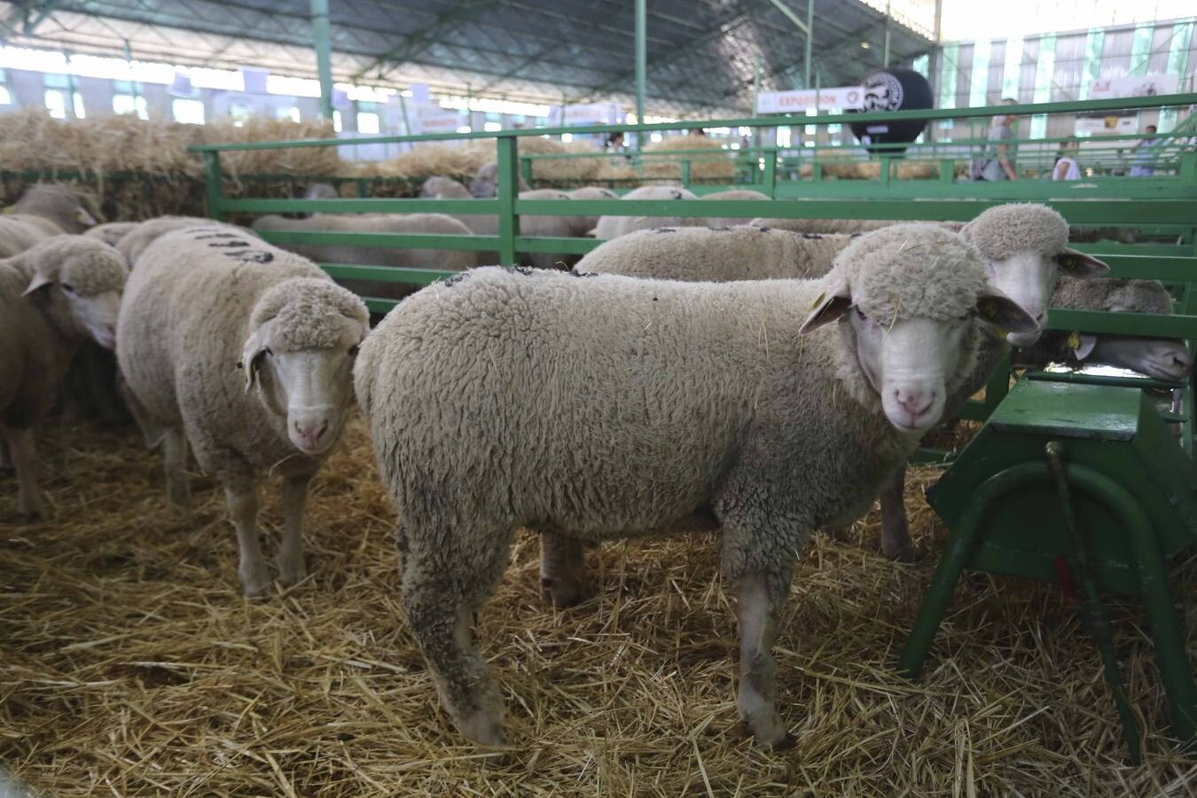 Fotos: Feria del ganado de Zafra