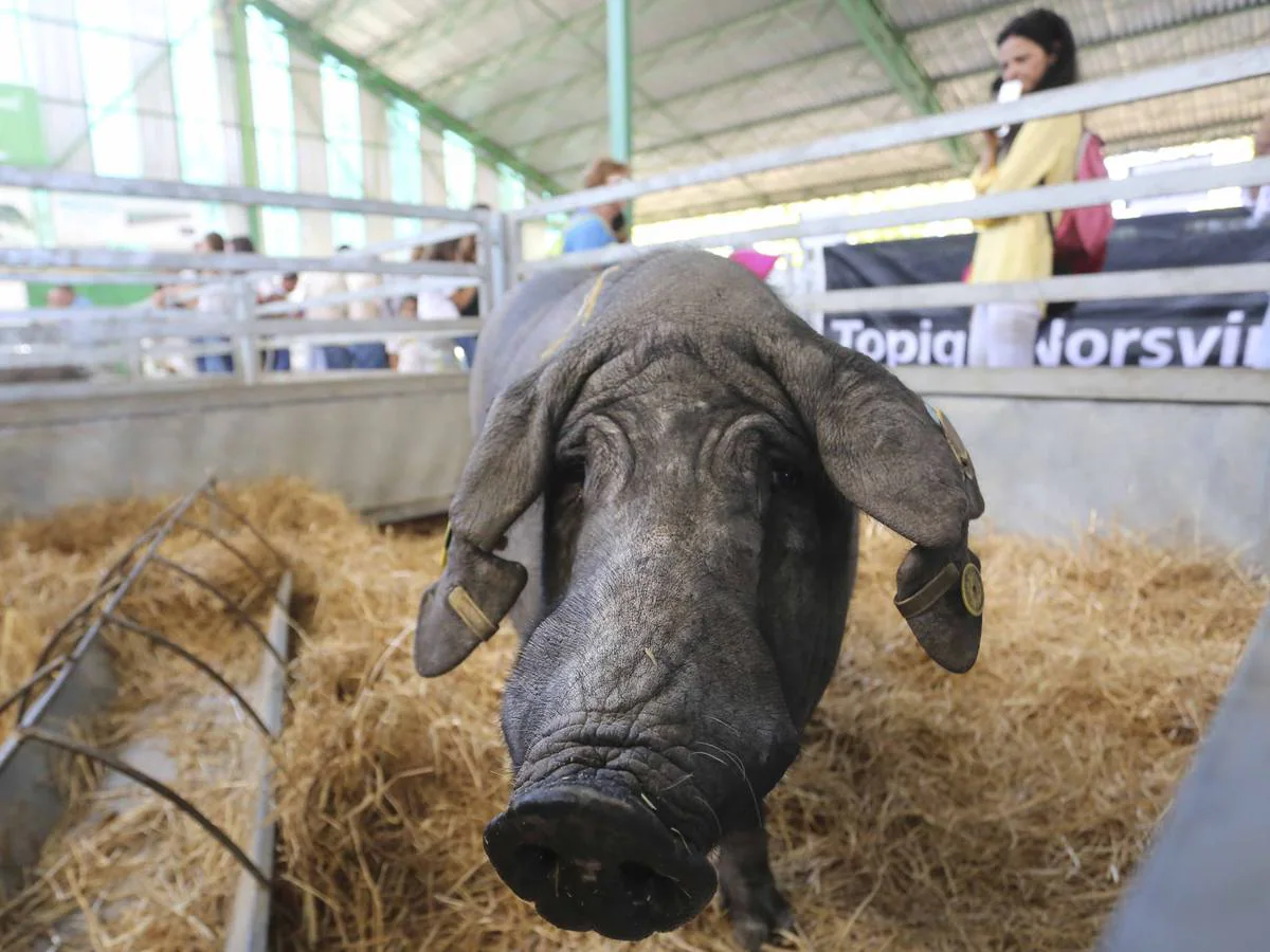 Fotos: Feria del ganado de Zafra