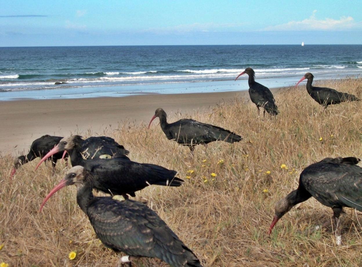 Ejemplares de ibis eremita. :: hoy
