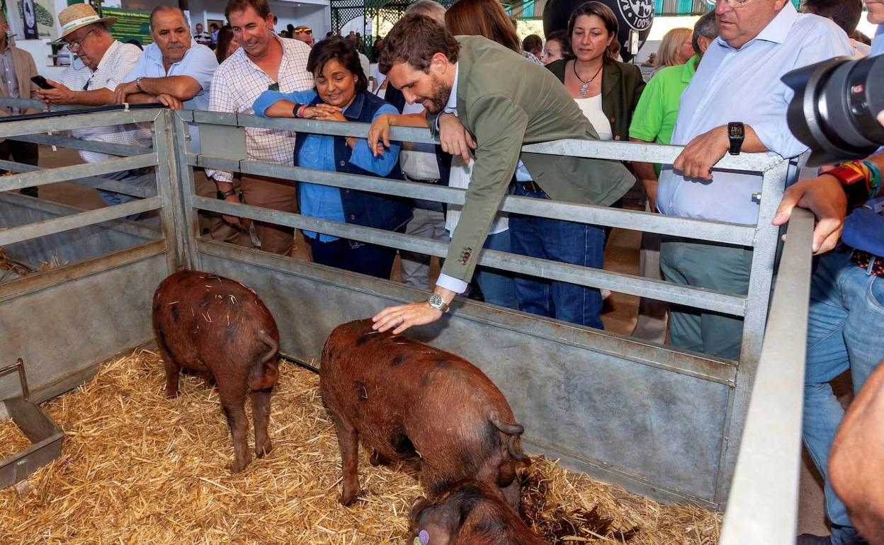 Casado, este martes, en su visita a la Feria Internacional Ganadera de Zafra, en Badajoz. 