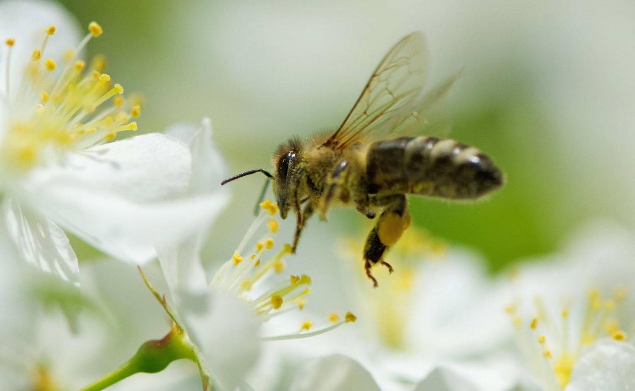 Las personas y las abejas se van del campo