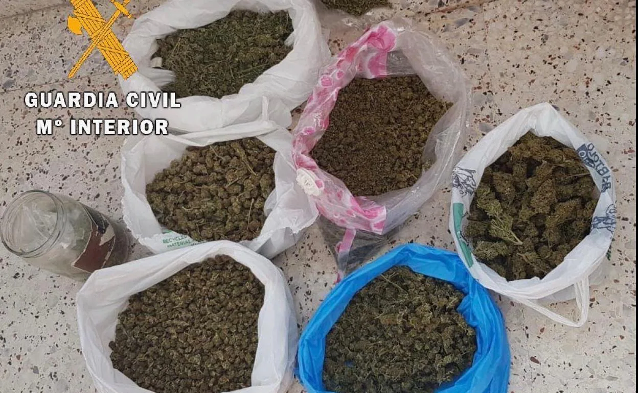 Detienen e investigan a trece personas por cultivo y venta de marihuana en la provincia de Cáceres