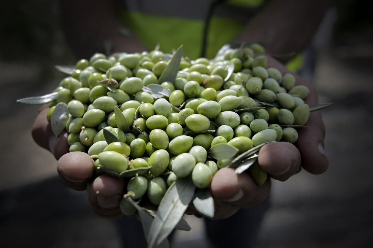 La oliva, el fruto de múltiples usos