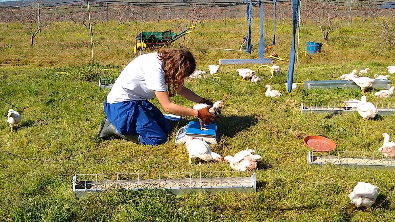 La empresa Granjea cría pollos y cultiva granadas con métodos ecológicos 