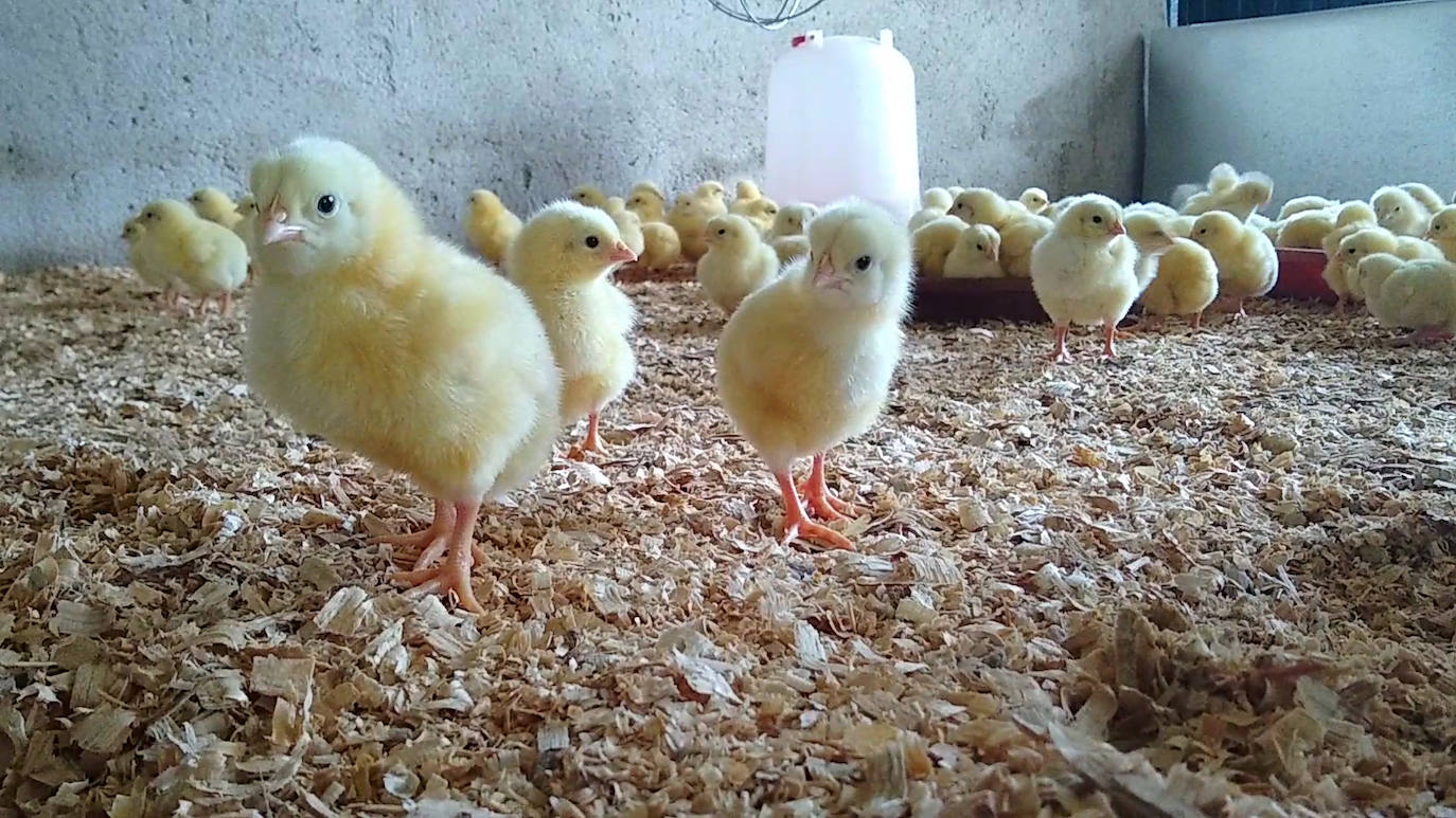 La empresa Granjea cría pollos y cultiva granadas con métodos ecológicos 