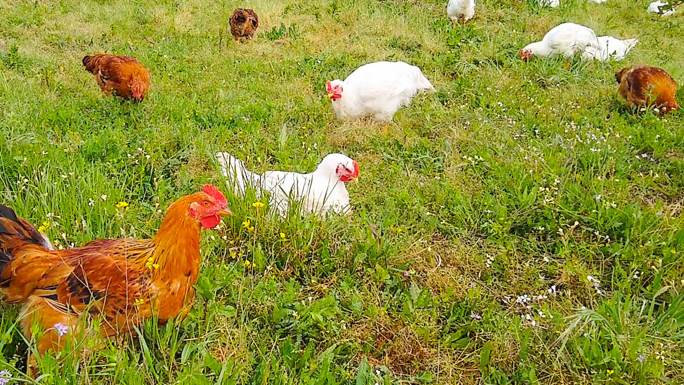 La empresa Granjea cría pollos y cultiva granadas con métodos ecológicos 