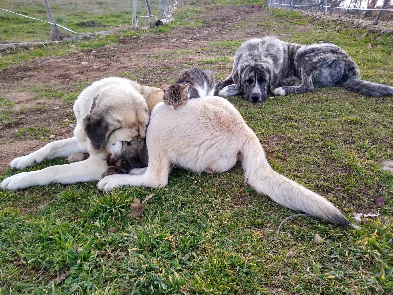La empresa Granjea cría pollos y cultiva granadas con métodos ecológicos 