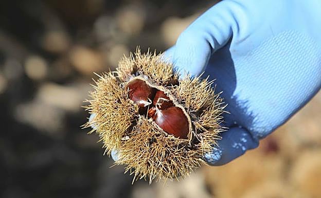 En cada erizo se crían tres castañas:: 