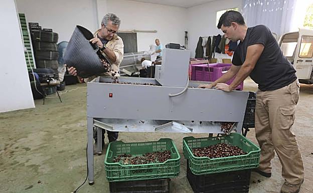 Joaquín Chamorro (izquierda) calibra las primeras partidas de las variedades más tempranas:: 