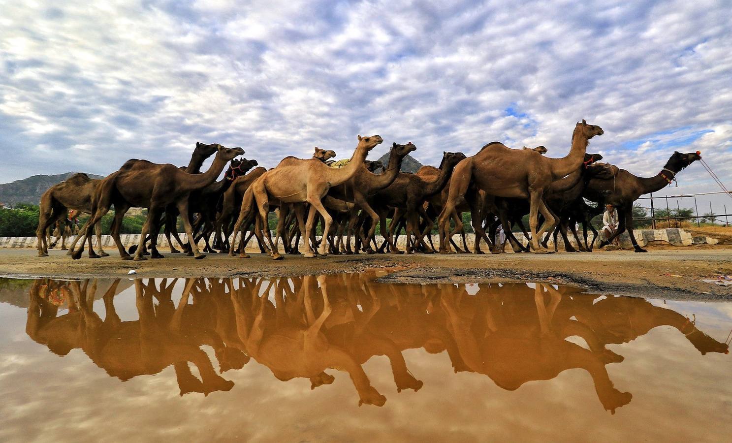 Fotos: Comerciantes de camellos durante la Feria Pushkar 2019