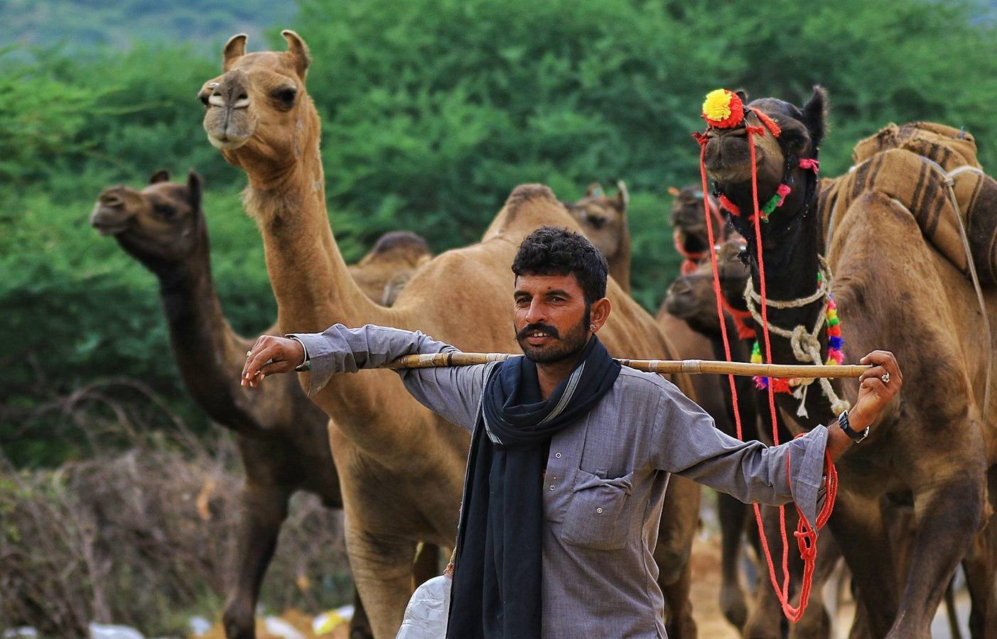 Fotos: Comerciantes de camellos durante la Feria Pushkar 2019