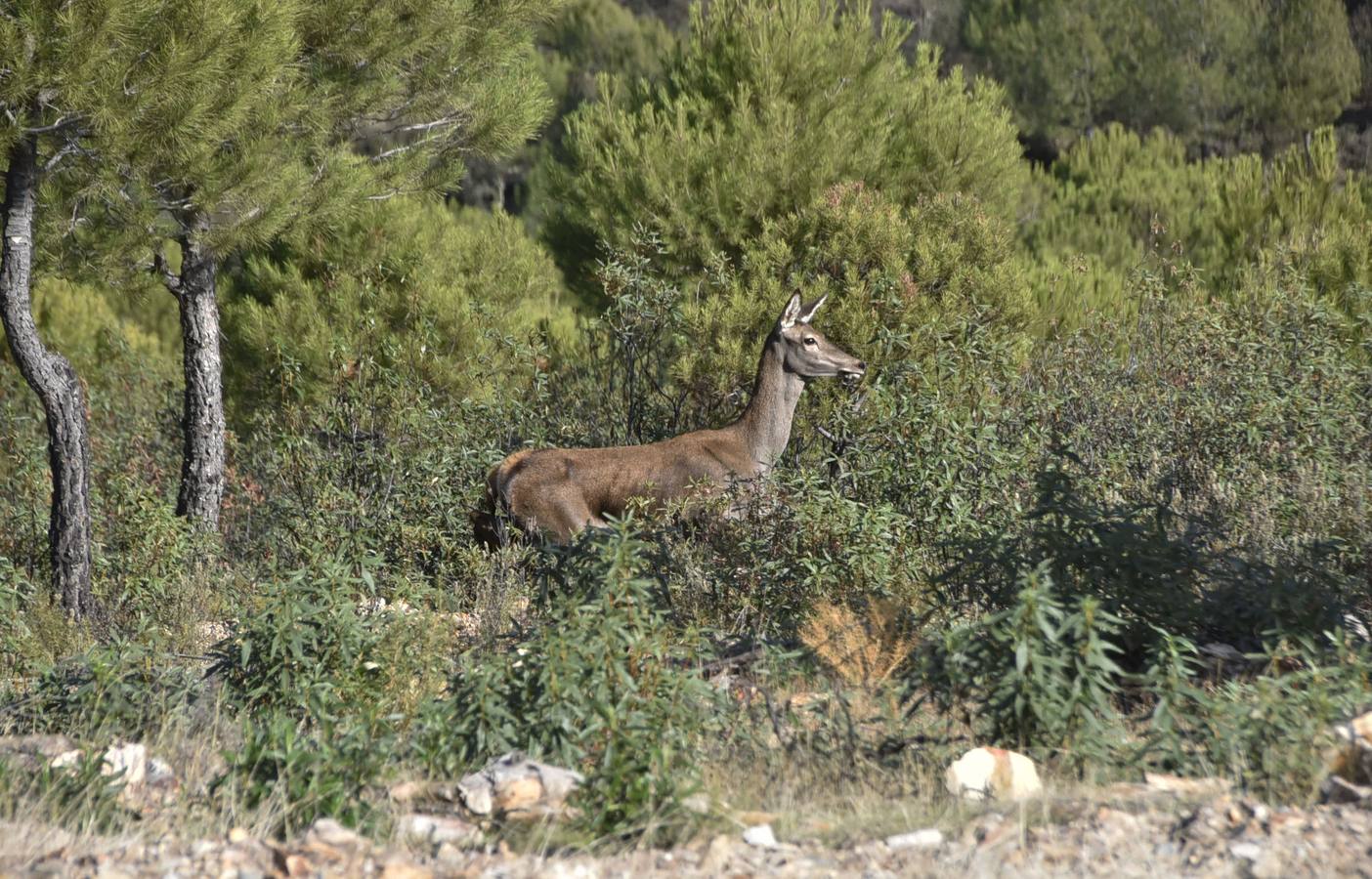 Fotos: Montería social, caza para todos los bolsillos