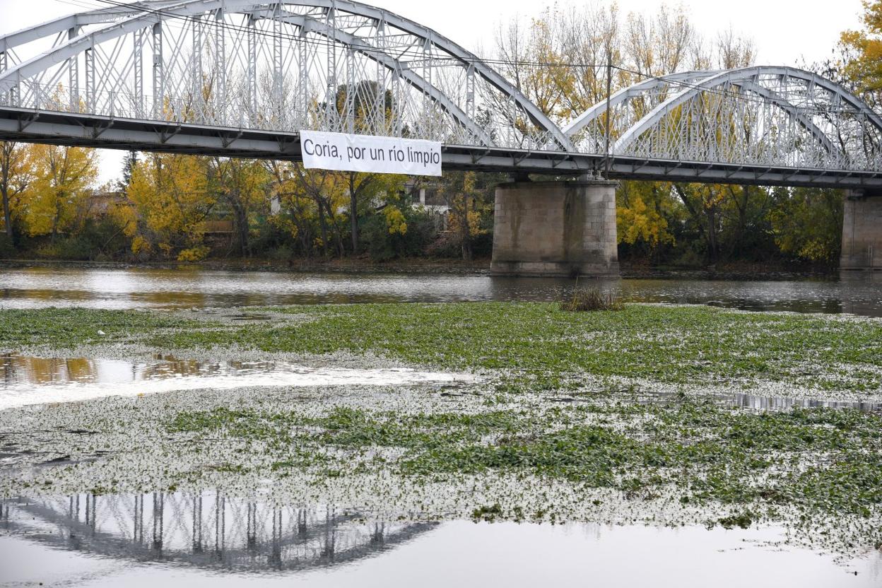 El río Alagón a su paso por el puente de Hierro de Coria, con la planta de la especie ludwigia flotando sobre el agua. :: 