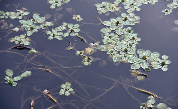 Imagen de la ludwigia en el río Alagón