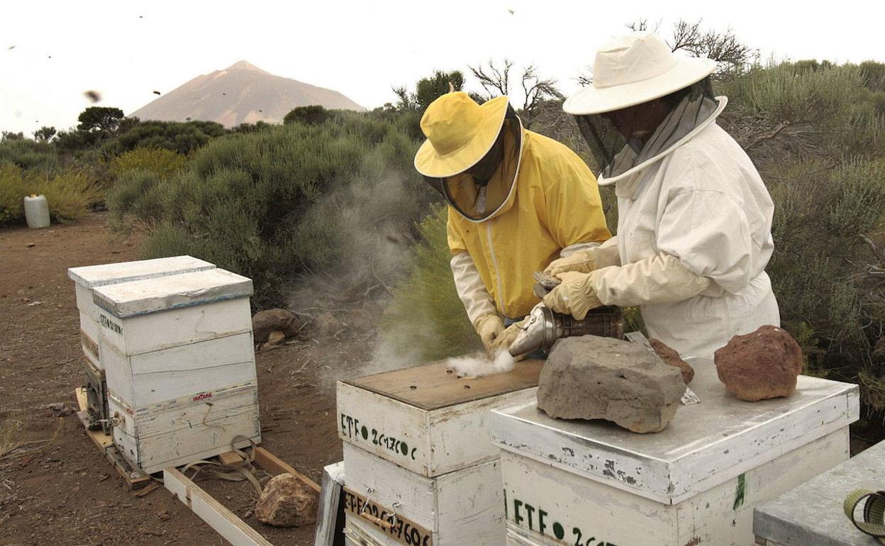 Apicultores extremeños piden al Gobierno que peleen por incluir el lugar de origen de la miel