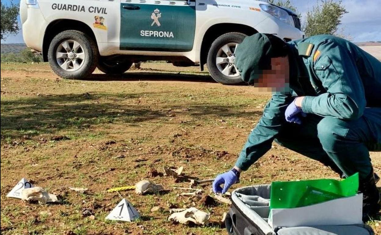 Doce investigados en la comarca de Tierra de Barros por la muerte de 46 perros