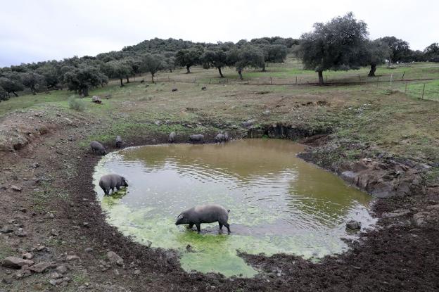 Las charcas para que beban los cochinos empiezan a llenarse tras un mes de noviembre lluvioso.