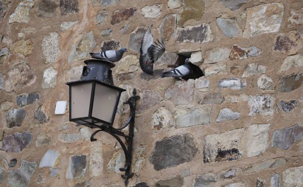 Palomas en las oquedades de la muralla del Casco Antiguo de Cáceres. :: 