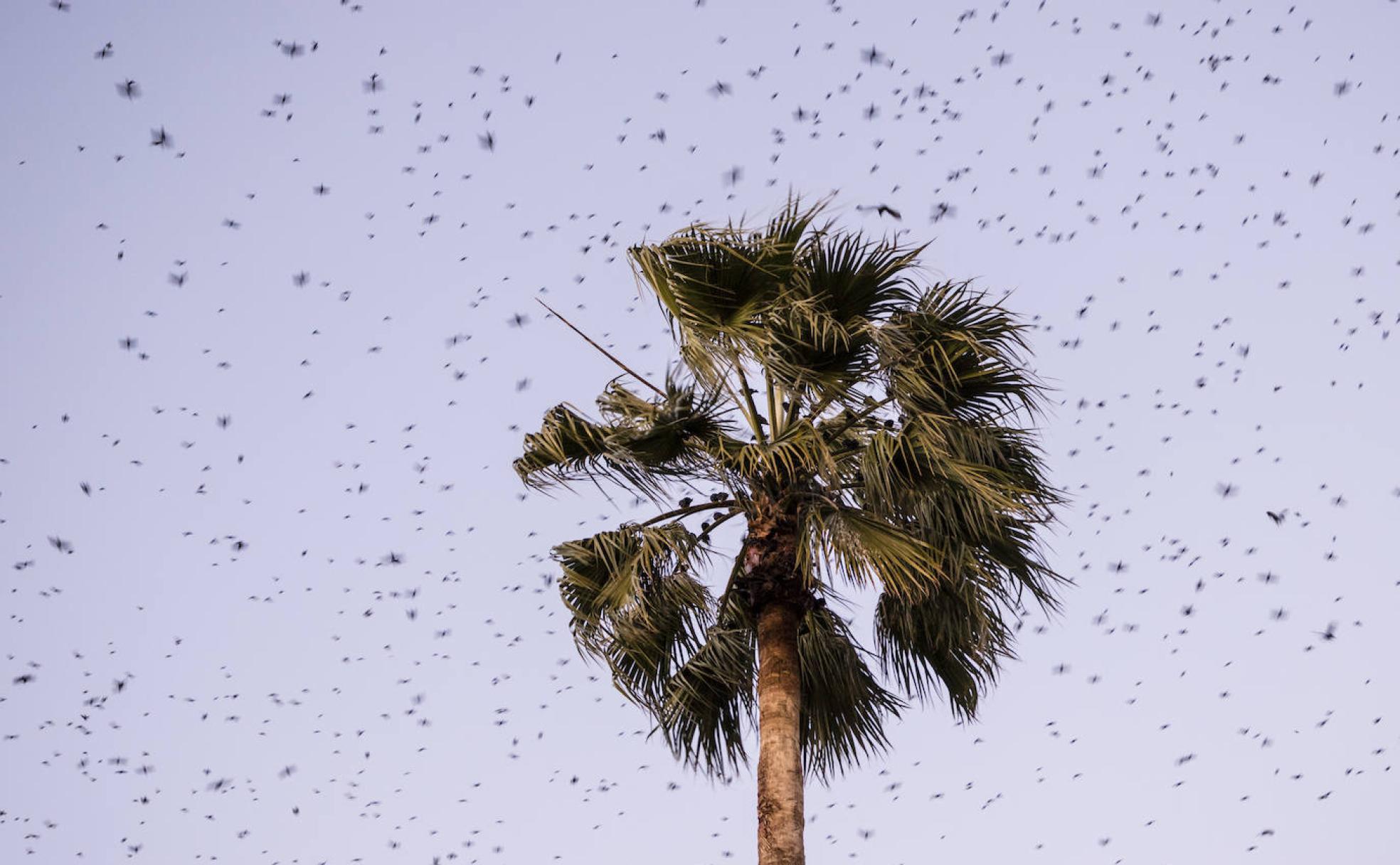 Estorninos alrededor de una palmera ubicada en el parque infantil de tráfico de Plasencia.:: 