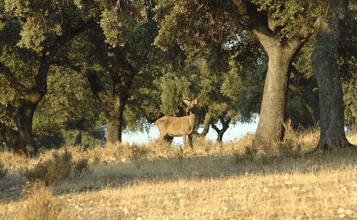 Un ciervo en el Parque de Monfragüe